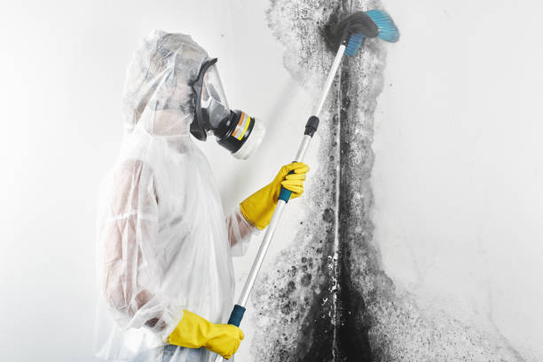 Best Comprehensive Air Testing for Mold Contaminants  in Breckenridge, MI