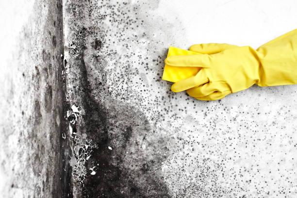 Best HVAC Mold Inspection and Cleaning  in Breckenridge, MI