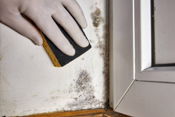 Professional Mold Removal in Breckenridge, MI